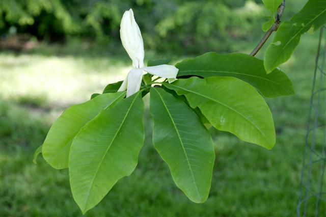 Umbrella Magnolia tree flower